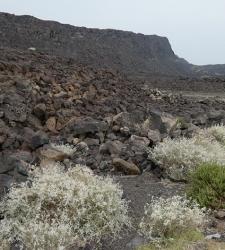 Rocky landscape typical of Djibouti